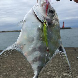 キジハタ&イトヒキアジ