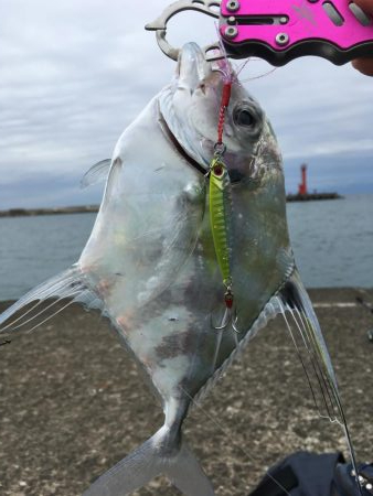 キジハタ&イトヒキアジ