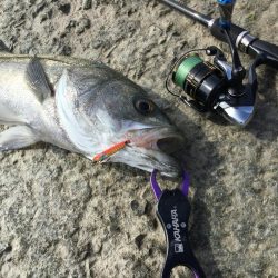 ライトタックルで泳がせ釣り