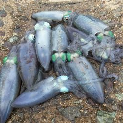 秋イカラッシュ