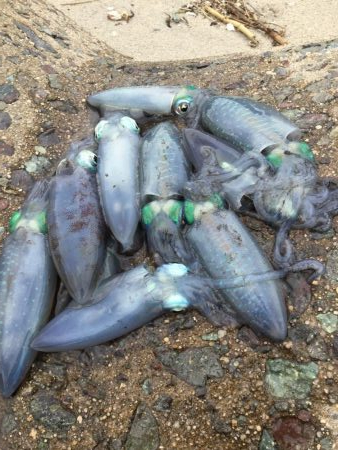 秋イカラッシュ