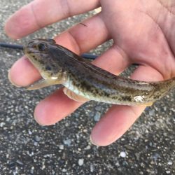 ハゼに翻弄されとります( ̄▽ ̄)