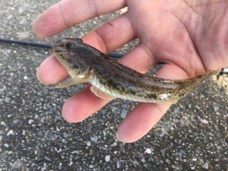 ハゼに翻弄されとります( ̄▽ ̄)