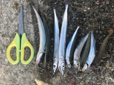 エンピツサヨリ