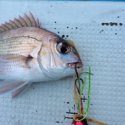 紀北  タイラバ釣果