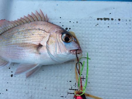 紀北  タイラバ釣果