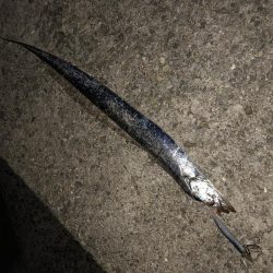 太刀魚釣り
