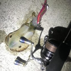 久々ホームのエギング