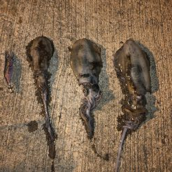 イカのサイズアップが見られる頃