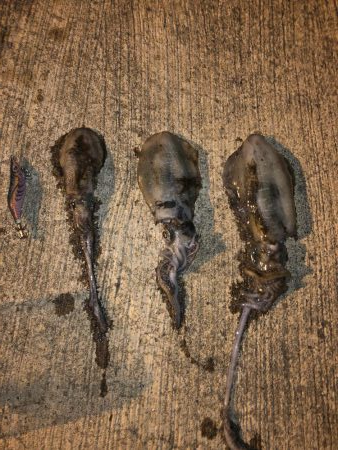 イカのサイズアップが見られる頃