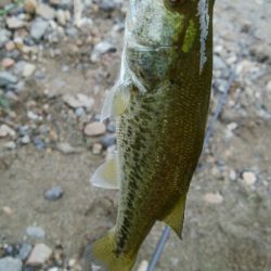 今日も子バス釣り