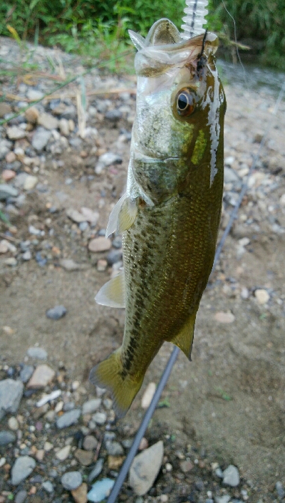 今日も子バス釣り