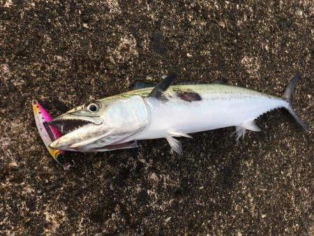 予告通りのショアジギ！