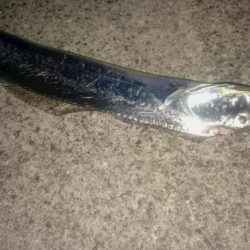 今期初タチウオ