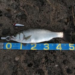 朝マズメ釣果