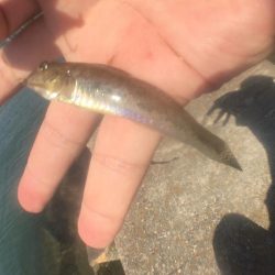 ハゼクランクデビュー!