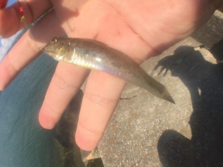 ハゼクランクデビュー！