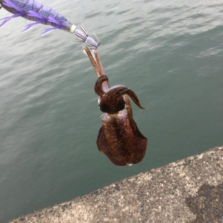 橋津港秋アオリ調査