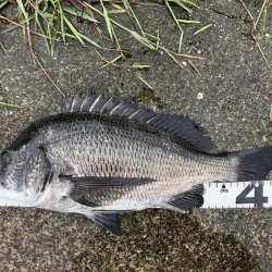 イチノ兄弟、釣果!