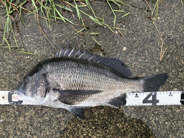 イチノ兄弟、釣果！