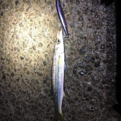 シーバス狙いでカマス