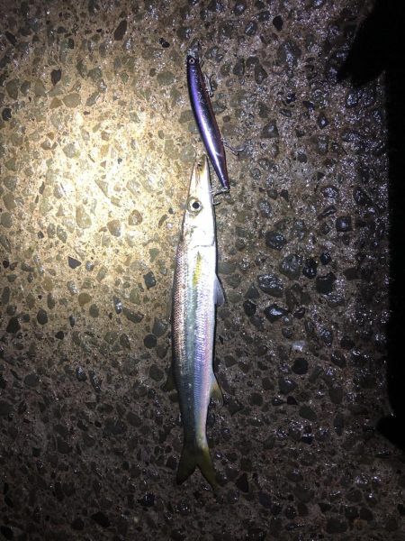 シーバス狙いでカマス