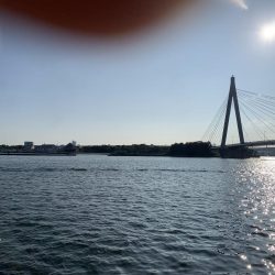 アジはアジでもメッキ