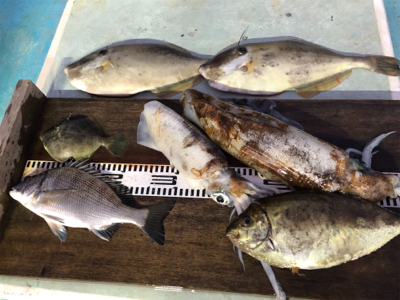 つりぴぃぽぉ釣果