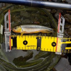 2匹目のドジョウならぬ、3匹目のアマゴ