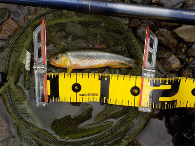 2匹目のドジョウならぬ、3匹目のアマゴ