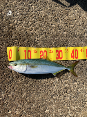 ショアジギング