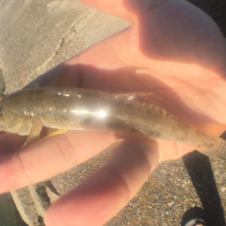 ハゼクランクで連発！？