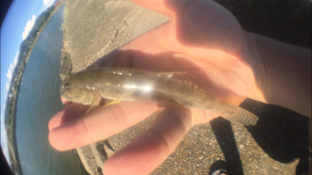 ハゼクランクで連発！？