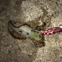 まだまだ小さい