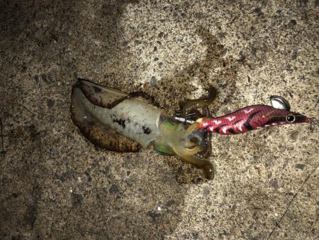 まだまだ小さい