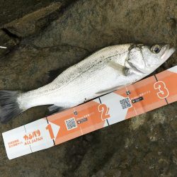 メッキすれてきてセイゴ