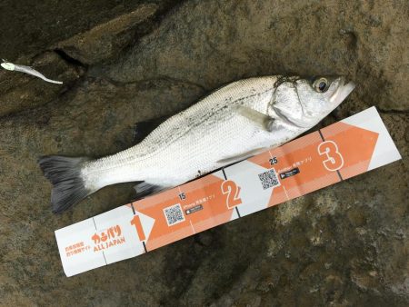 メッキすれてきてセイゴ