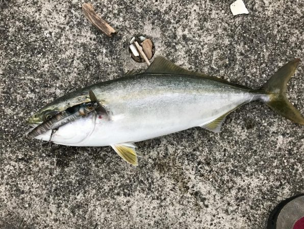 魚より人が多いかもしれない！