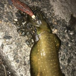 エギング アジング