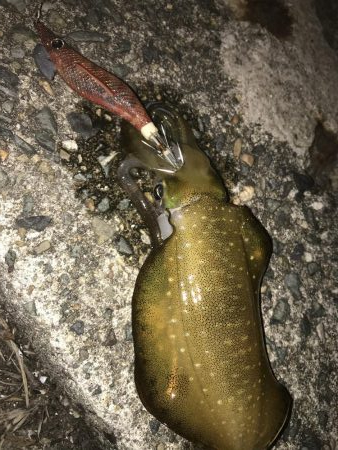 エギング アジング