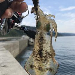 アオリイカ １９匹