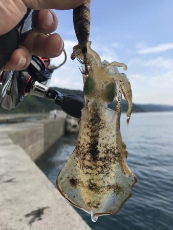 アオリイカ １９匹