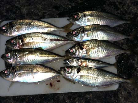 アジング 特訓 2