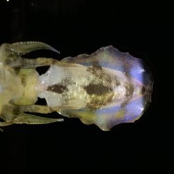 のんびりエギング