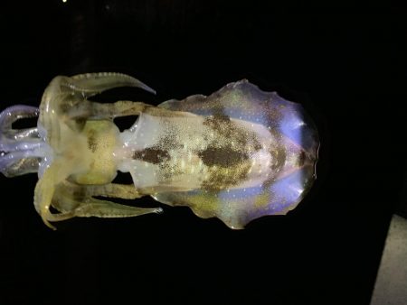 のんびりエギング