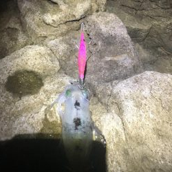 秋イカスタート