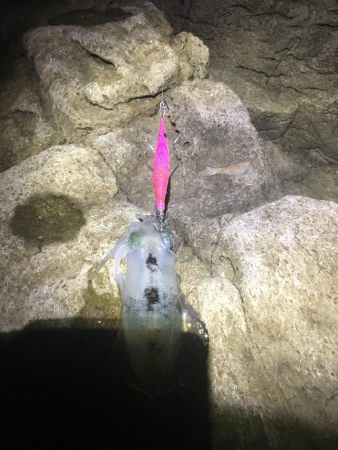 秋イカスタート