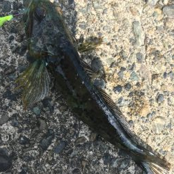 メッキ アナハゼ