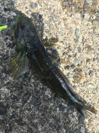 メッキ アナハゼ