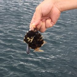 投げ釣りできず